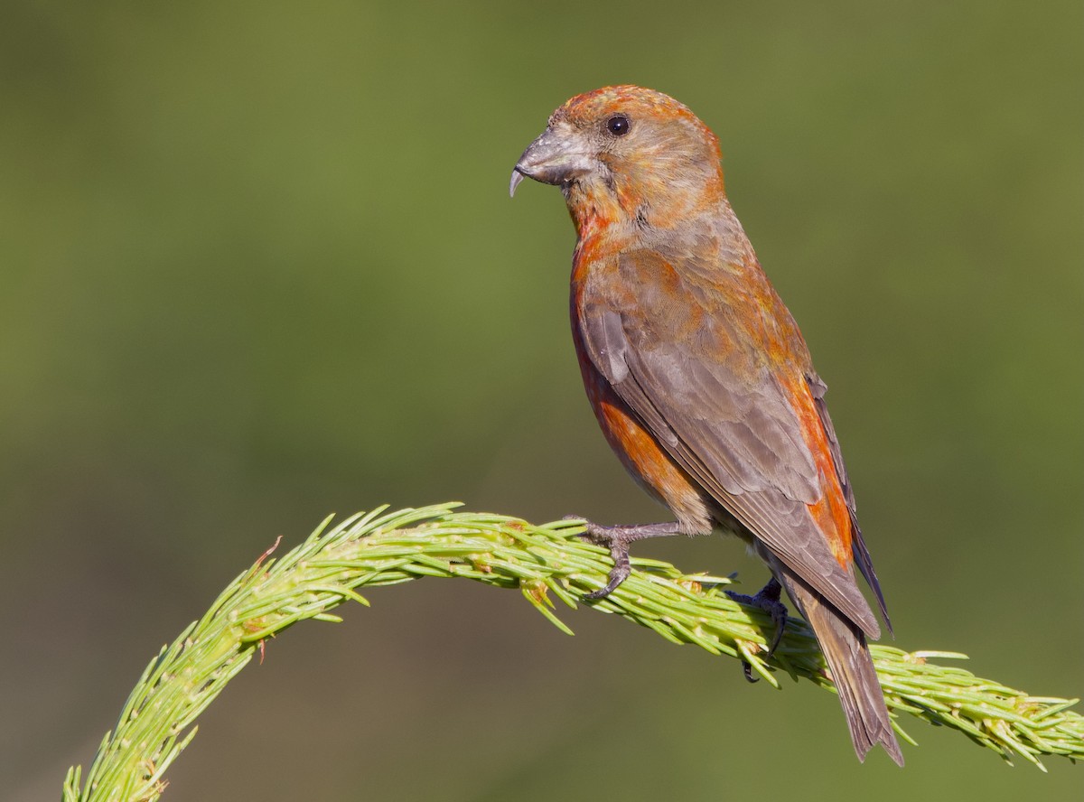 Red Crossbill - ML638535092