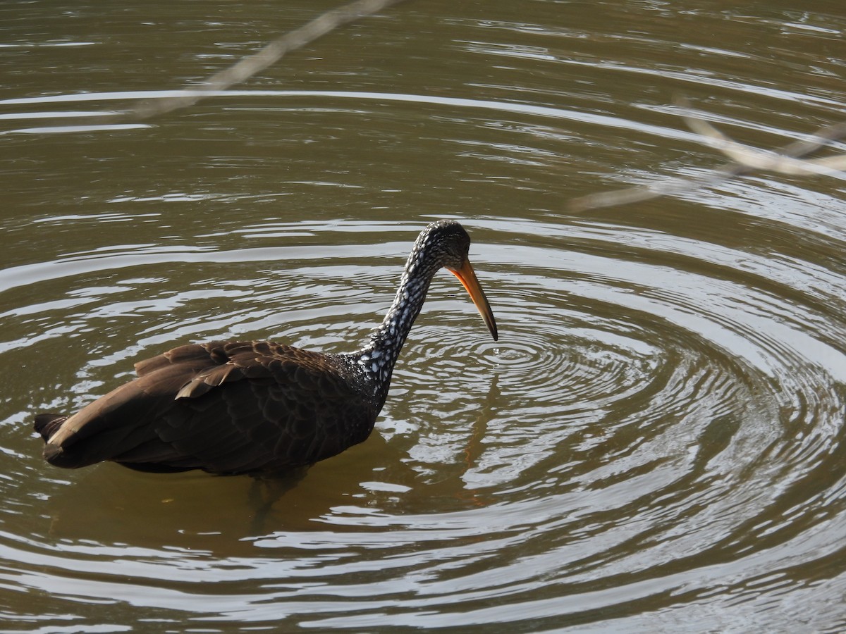 Limpkin - ML638535093