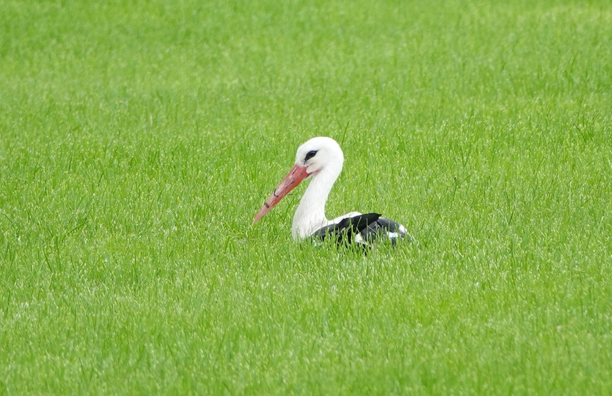 White Stork - ML638535094