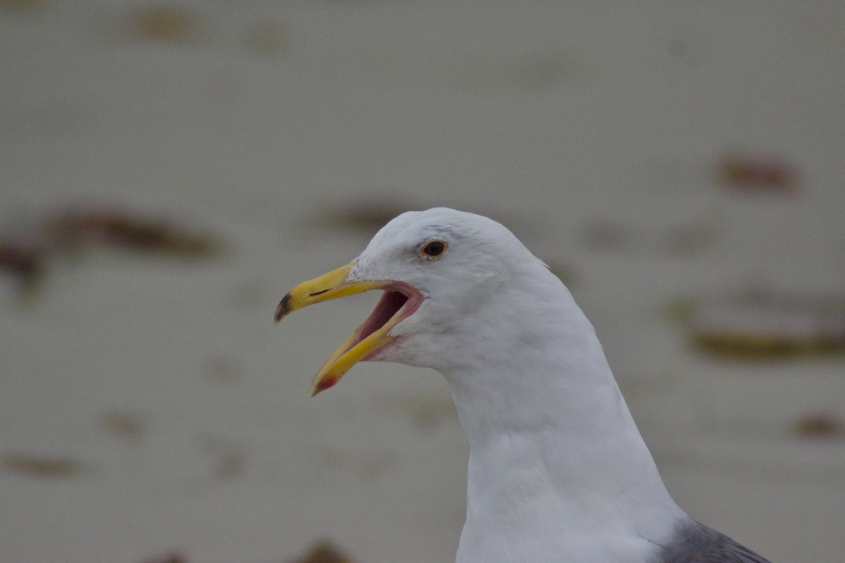 Western Gull - ML638535097