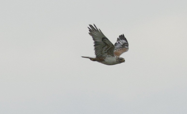 Ferruginous Hawk - ML638535098