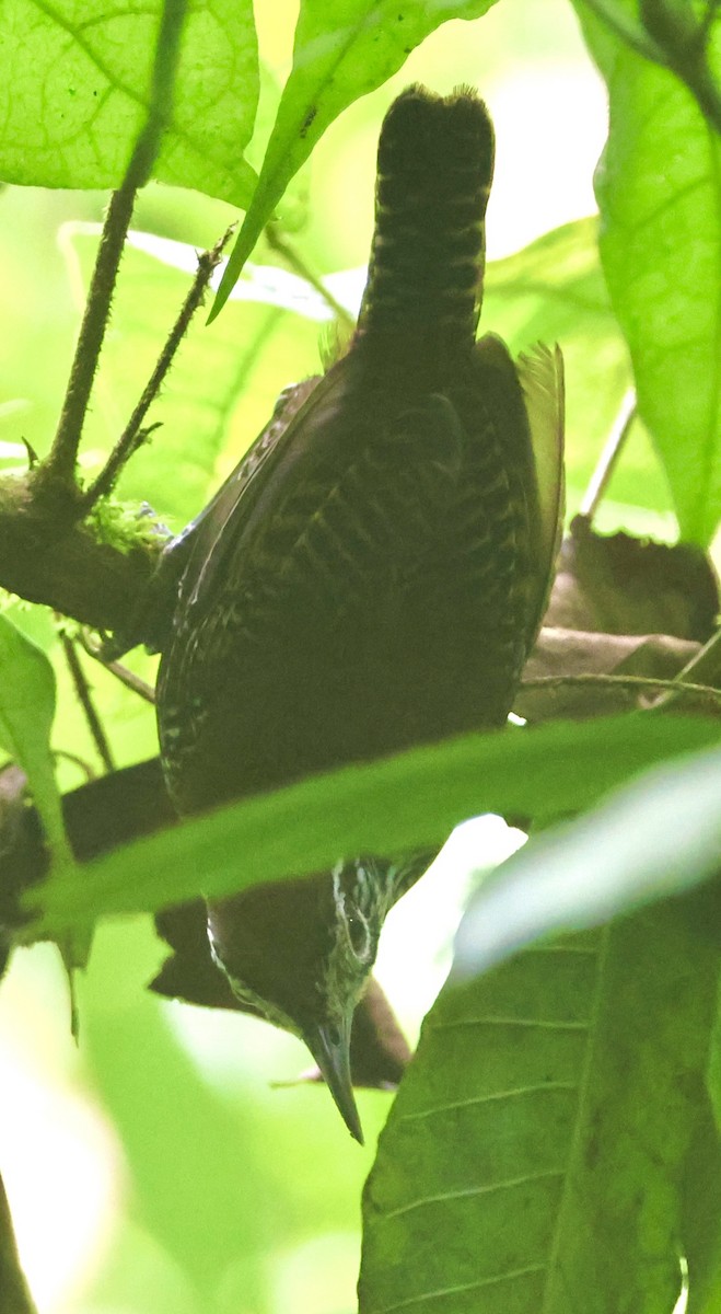 Riverside Wren - ML638535100