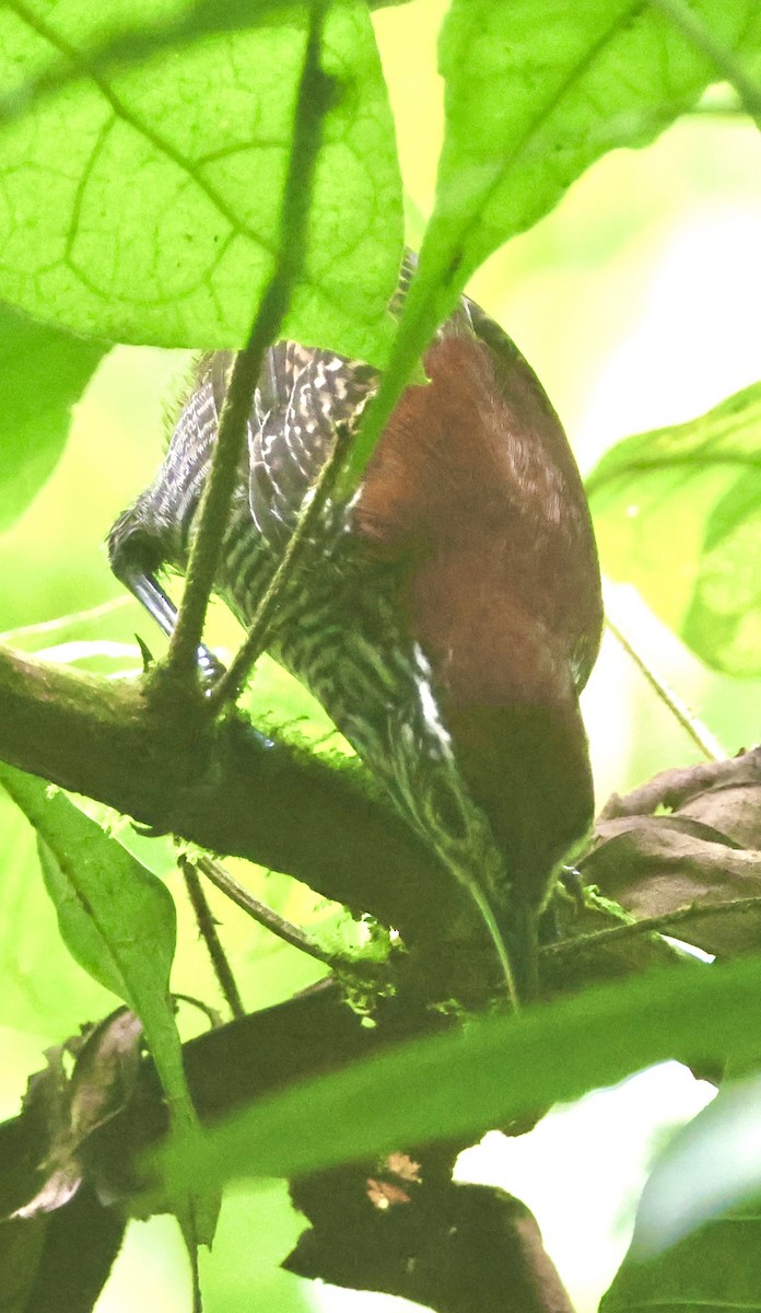 Riverside Wren - ML638535101