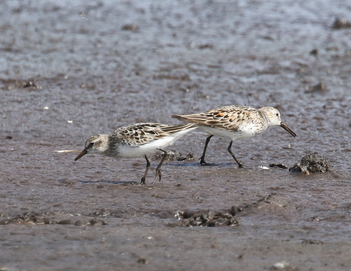 Semipalmated Sandpiper - ML638535102