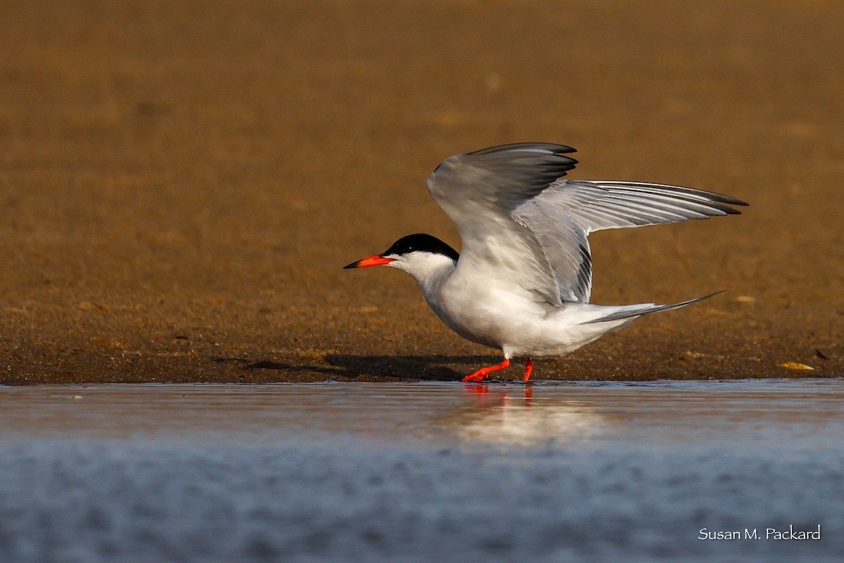 Common Tern - ML638535103