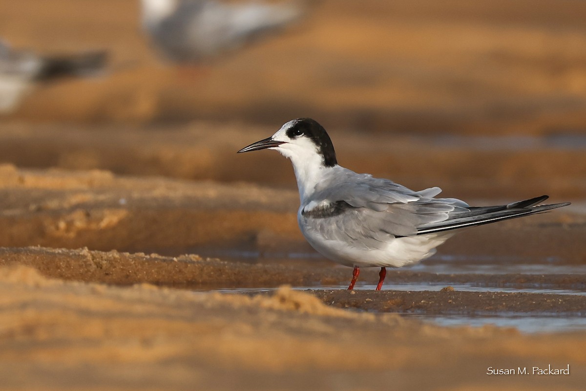 Common Tern - ML638535104