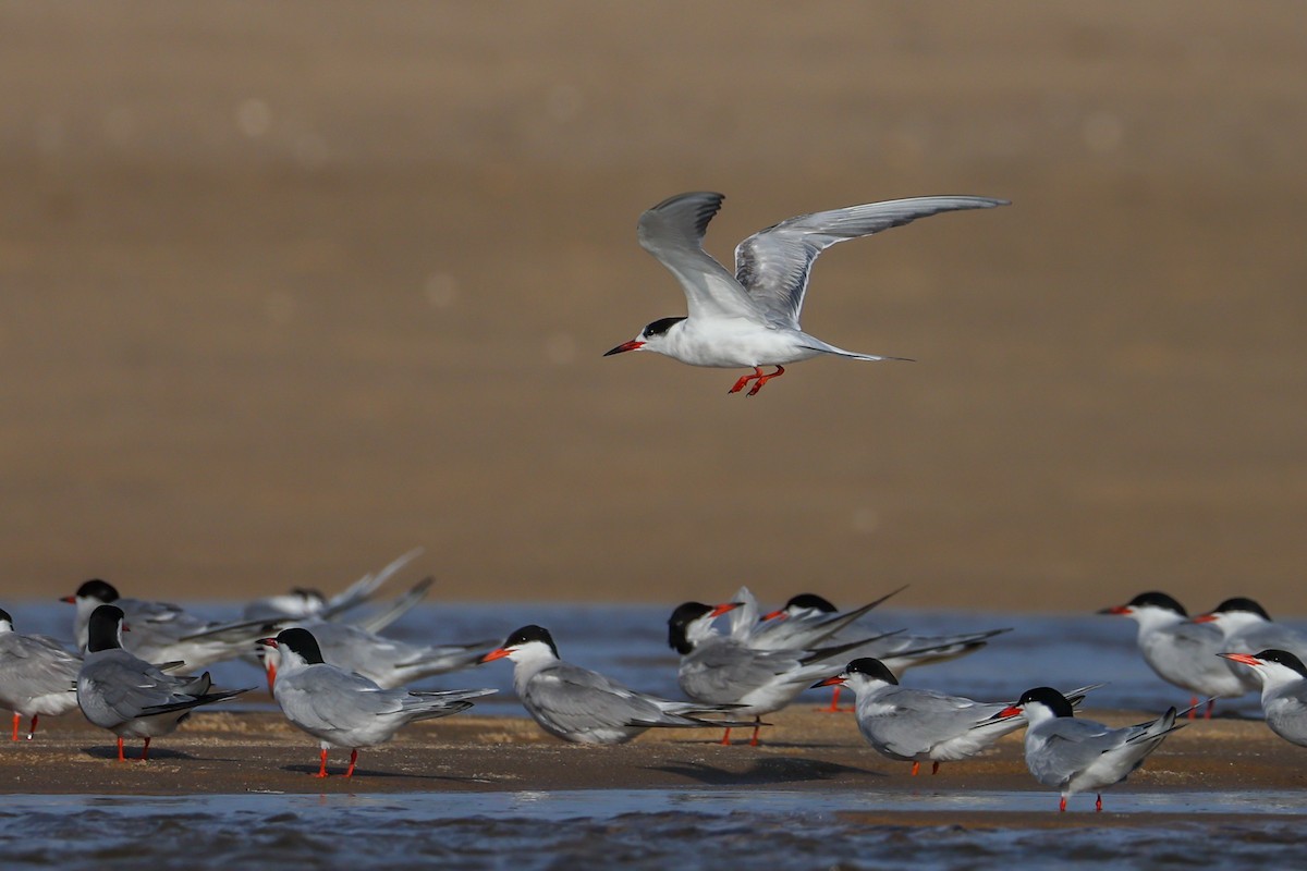 Common Tern - ML638535106
