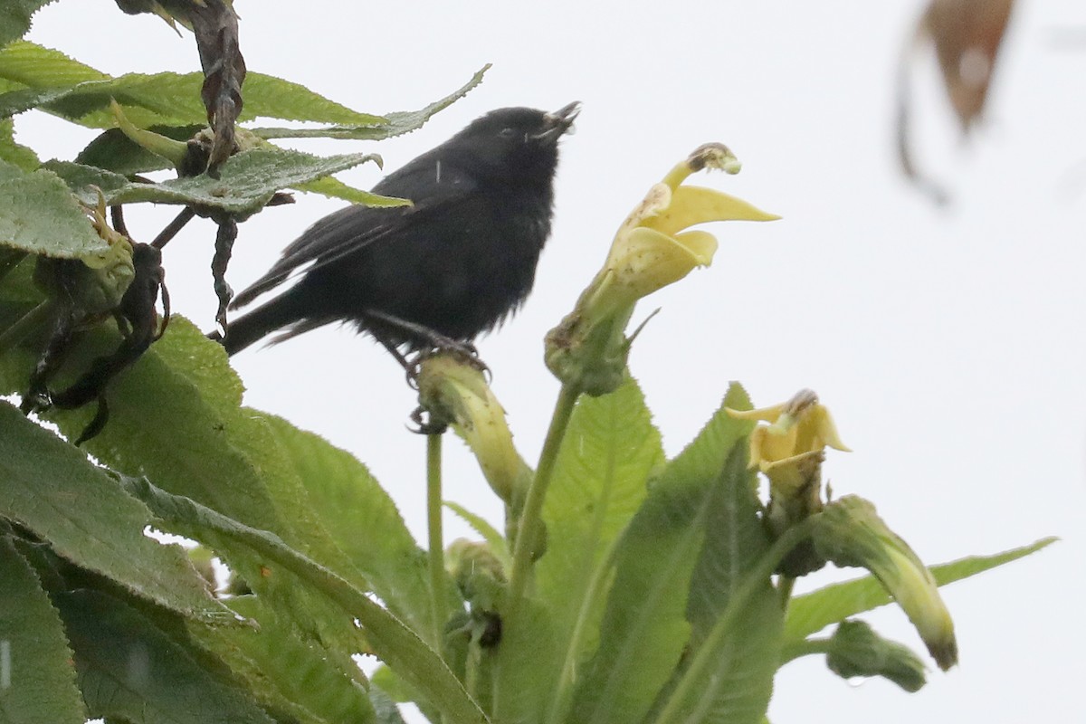 svartblomsterborer - ML638535108