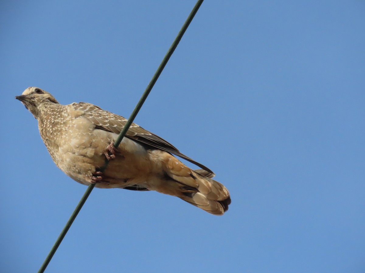Eared Dove - ML638535109
