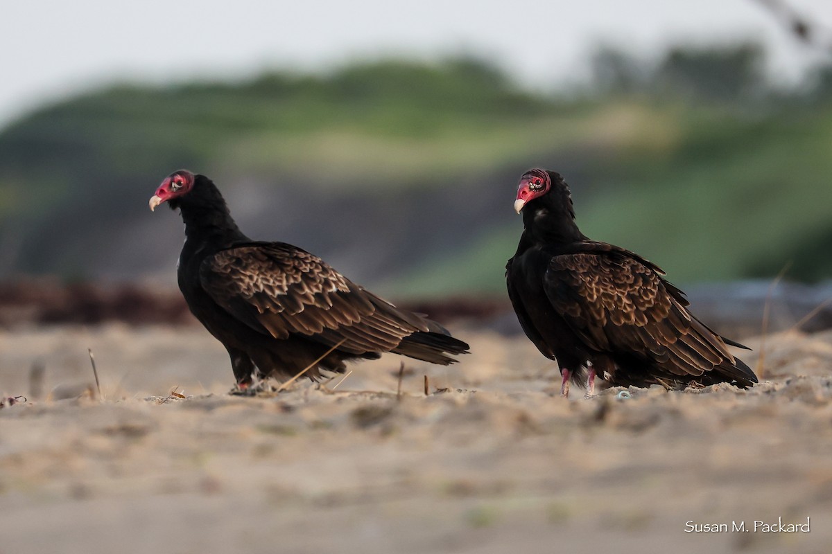Turkey Vulture - ML638535111
