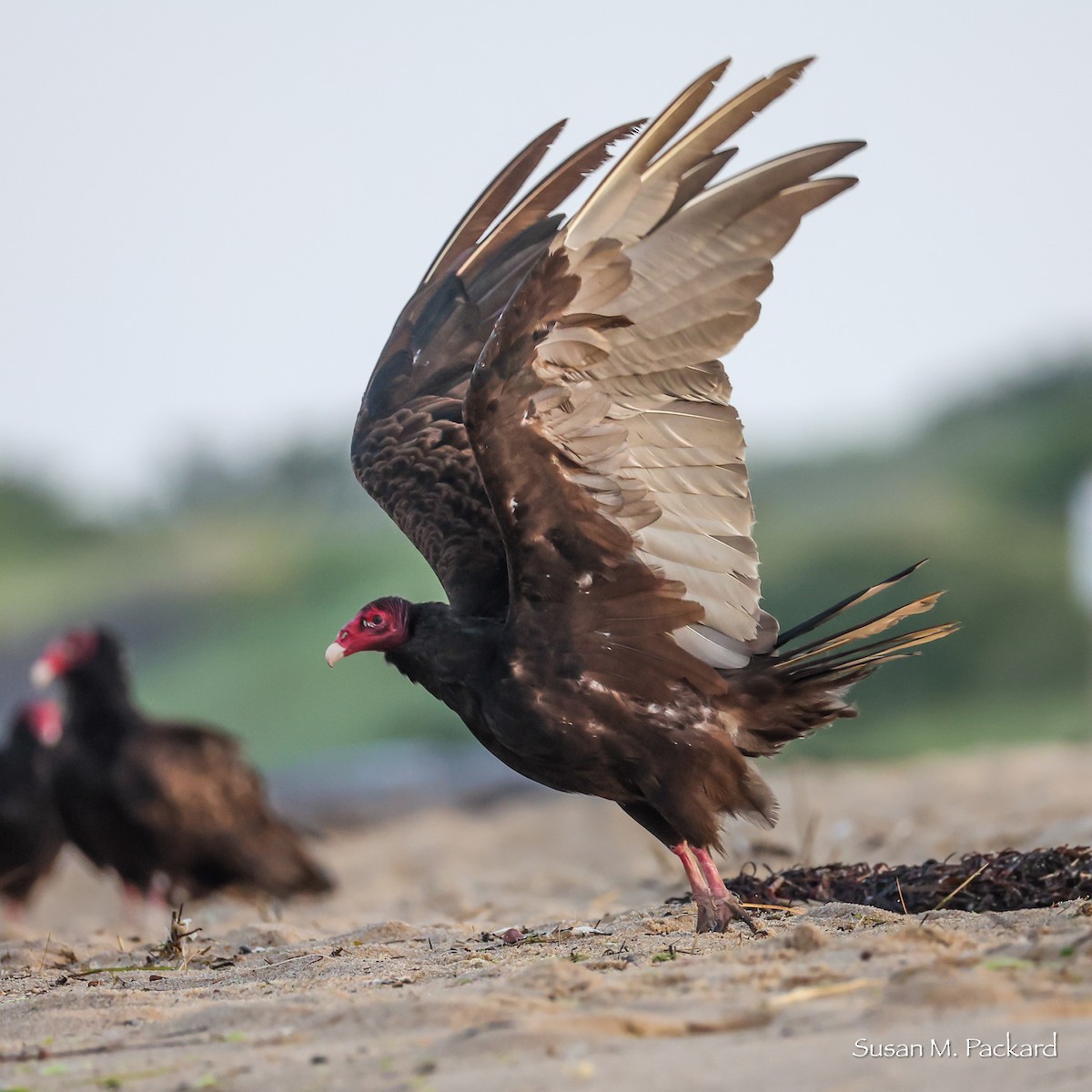 Turkey Vulture - ML638535112