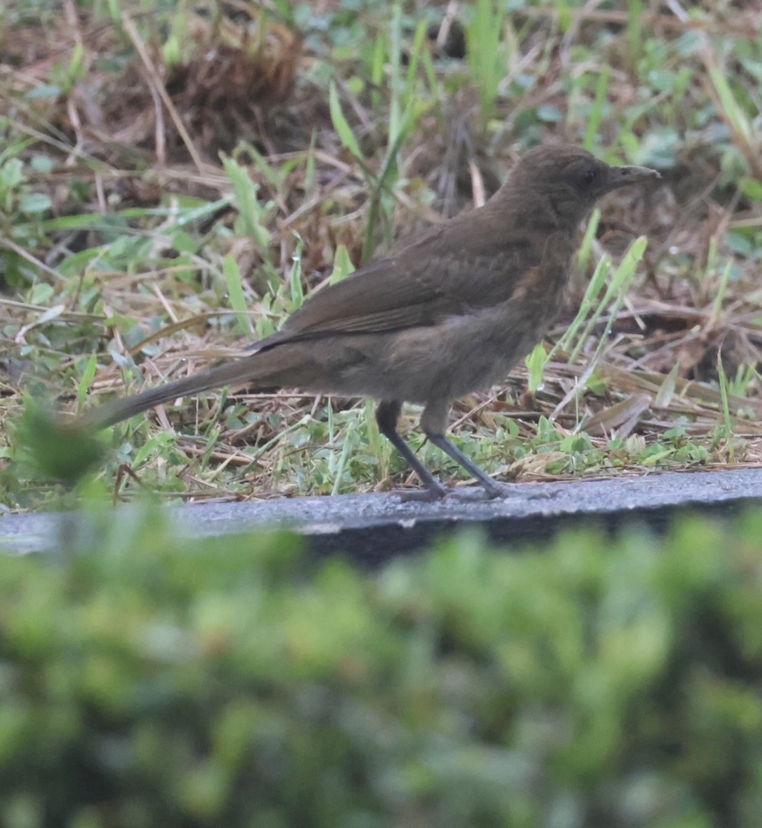 Clay-colored Thrush - ML638535117