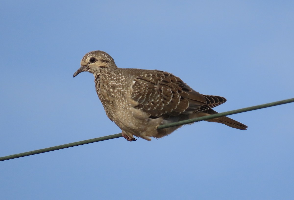Eared Dove - ML638535119