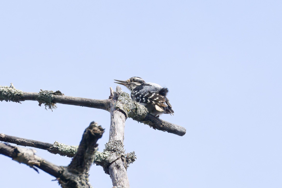 Hairy Woodpecker - ML638535123
