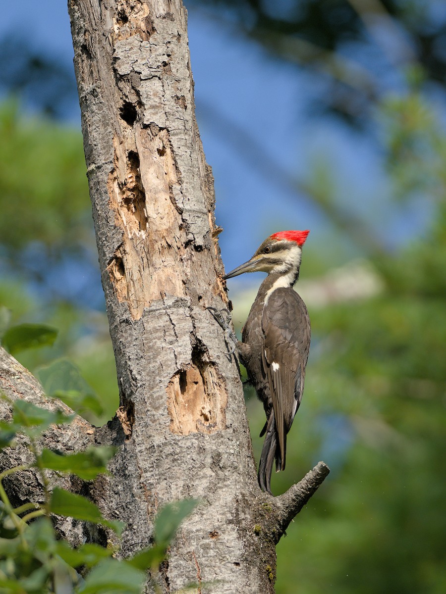 Pileated Woodpecker - ML638535178