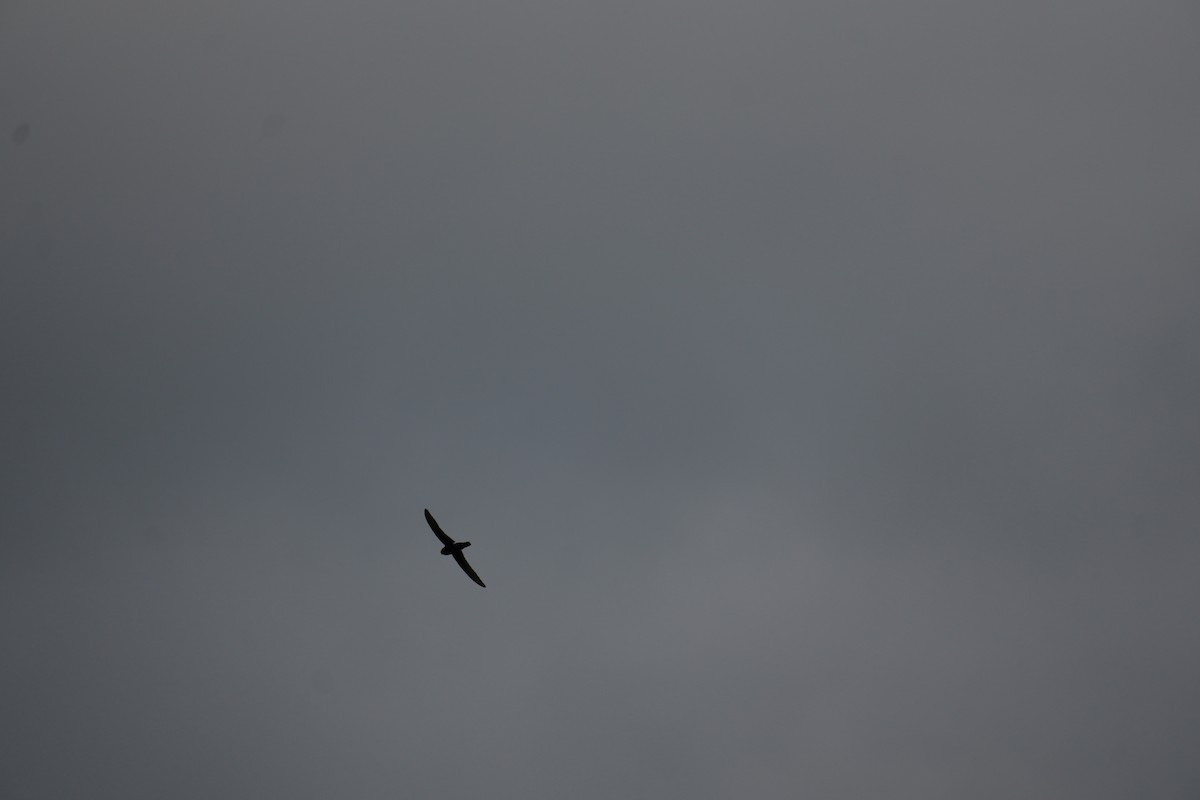 House Swift - ML638535189