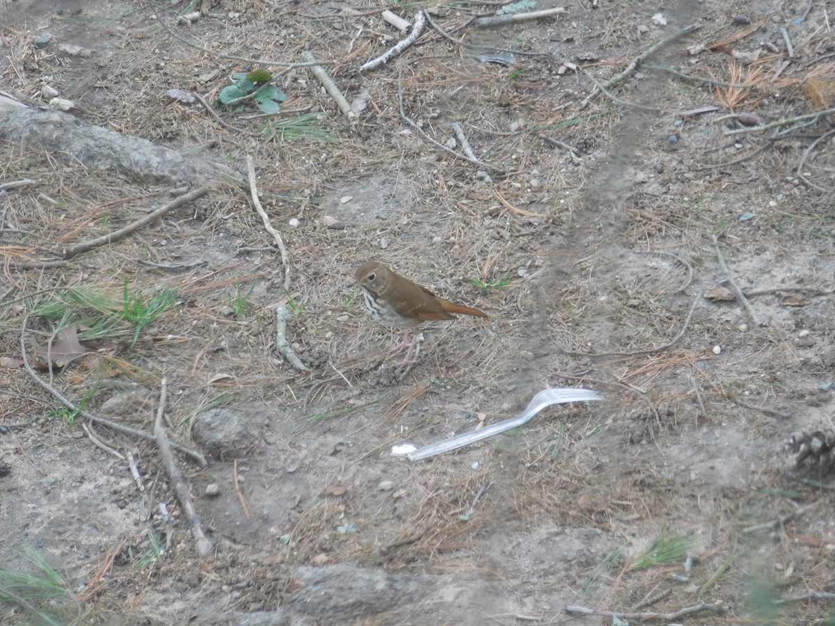 Hermit Thrush - ML638535213