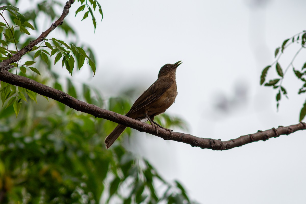 Clay-colored Thrush - ML638535218