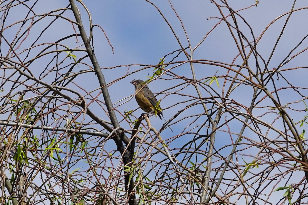 Blue-and-yellow Tanager - ML638535222