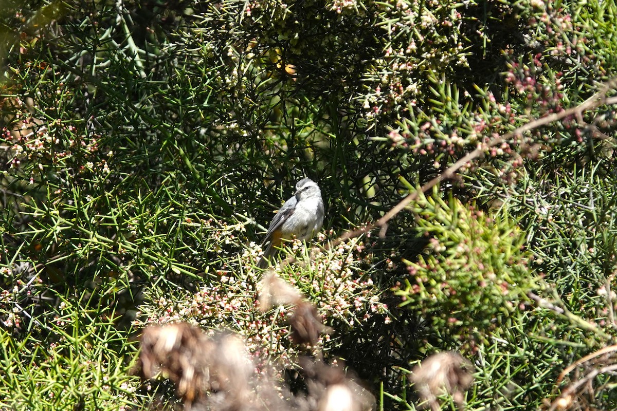 Cinereous Conebill - ML638535249