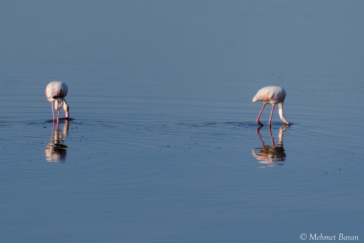 rosenflamingo - ML638535261