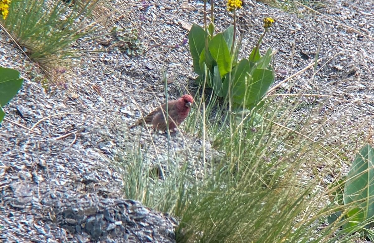Great Rosefinch (Spotted) - ML638535295