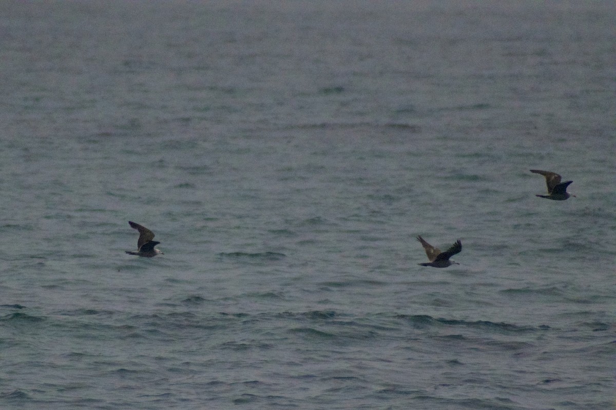 Heermann's Gull - ML638535321