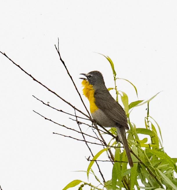 Yellow-breasted Chat - ML638535322