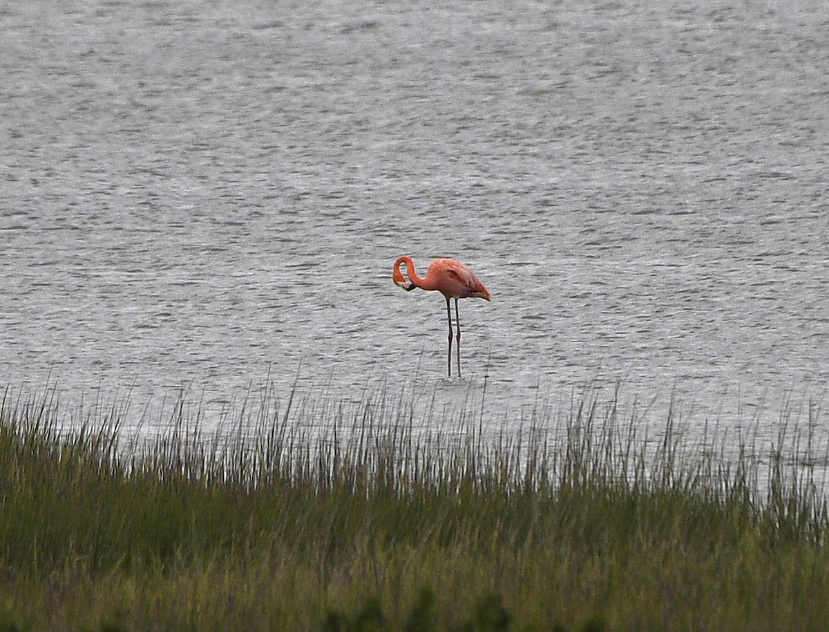 Flamant des Caraïbes - ML638535339