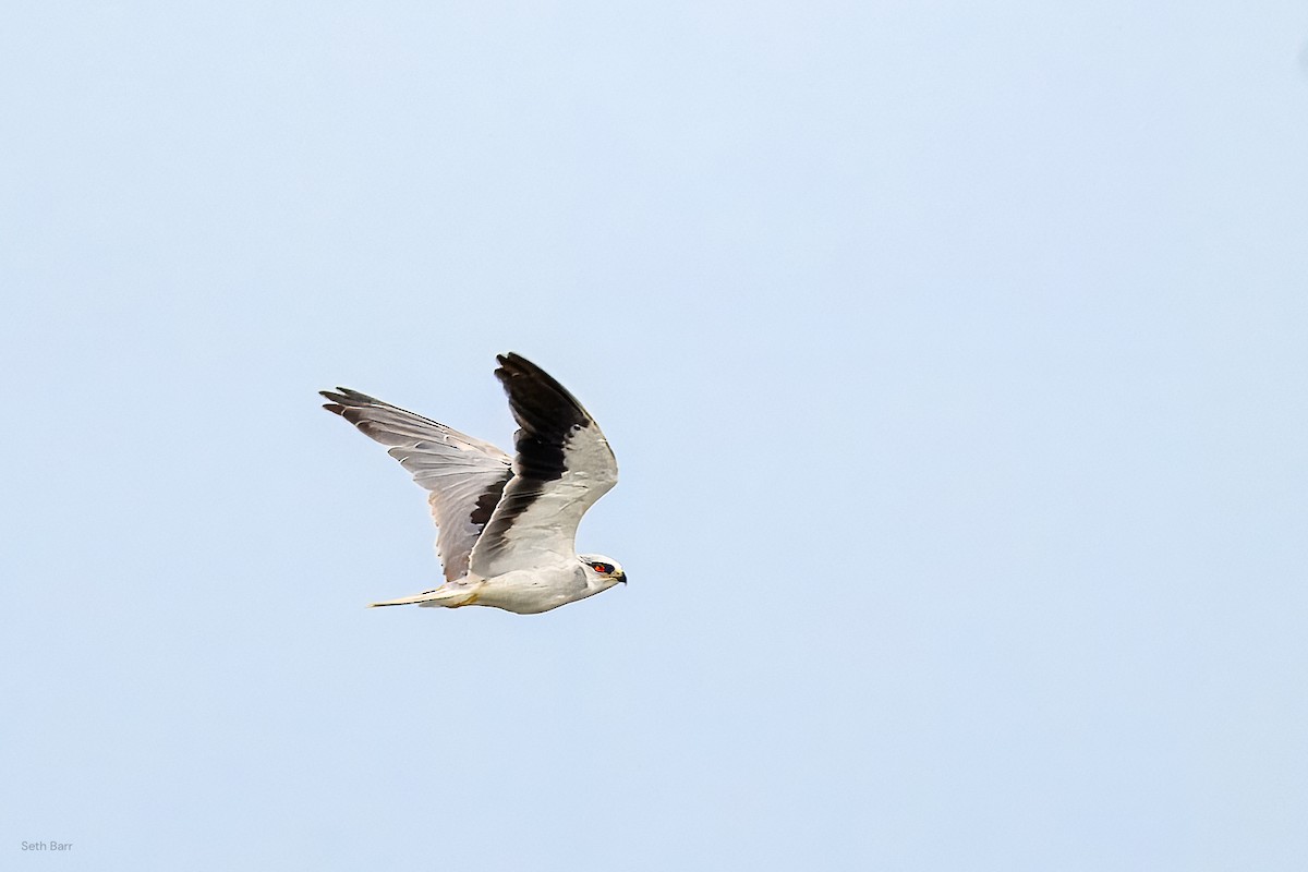 Black-winged Kite (Asian) - ML638535379