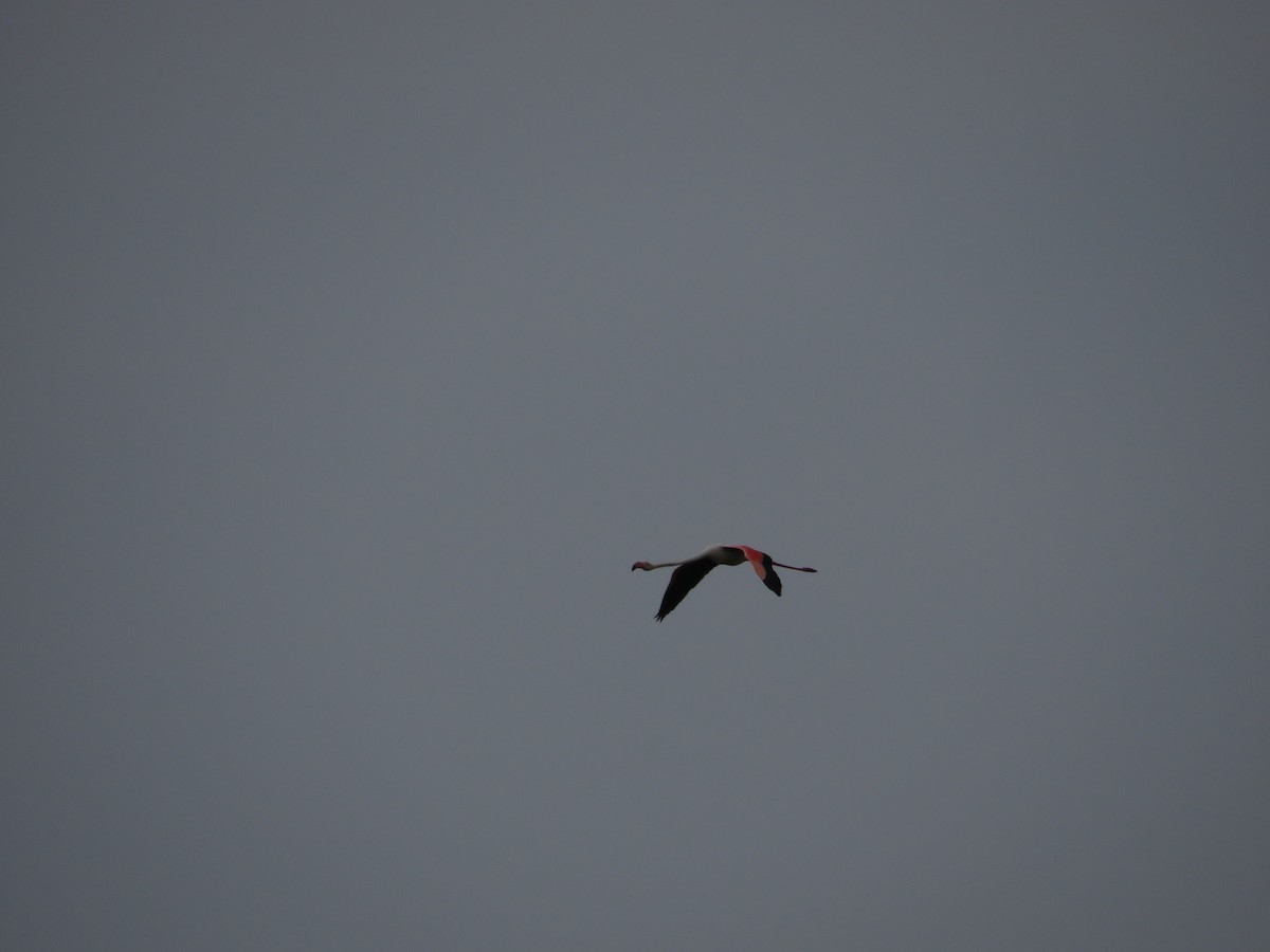 Flamant rose - ML638535380