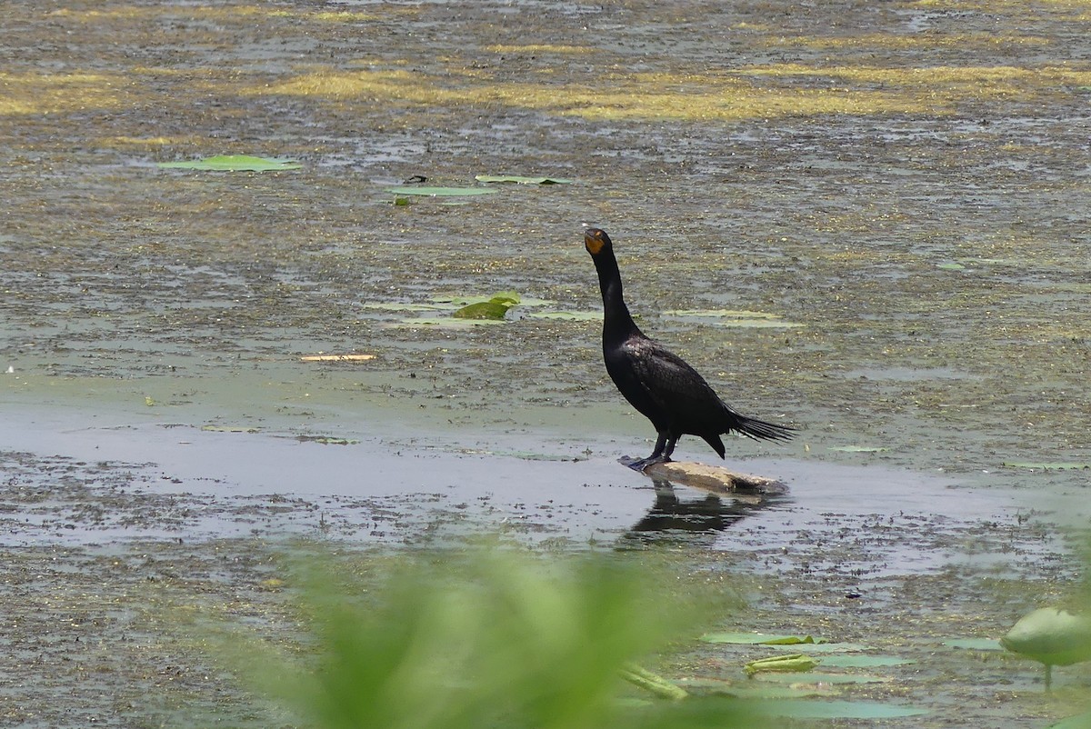 Cormoran à aigrettes - ML638535382