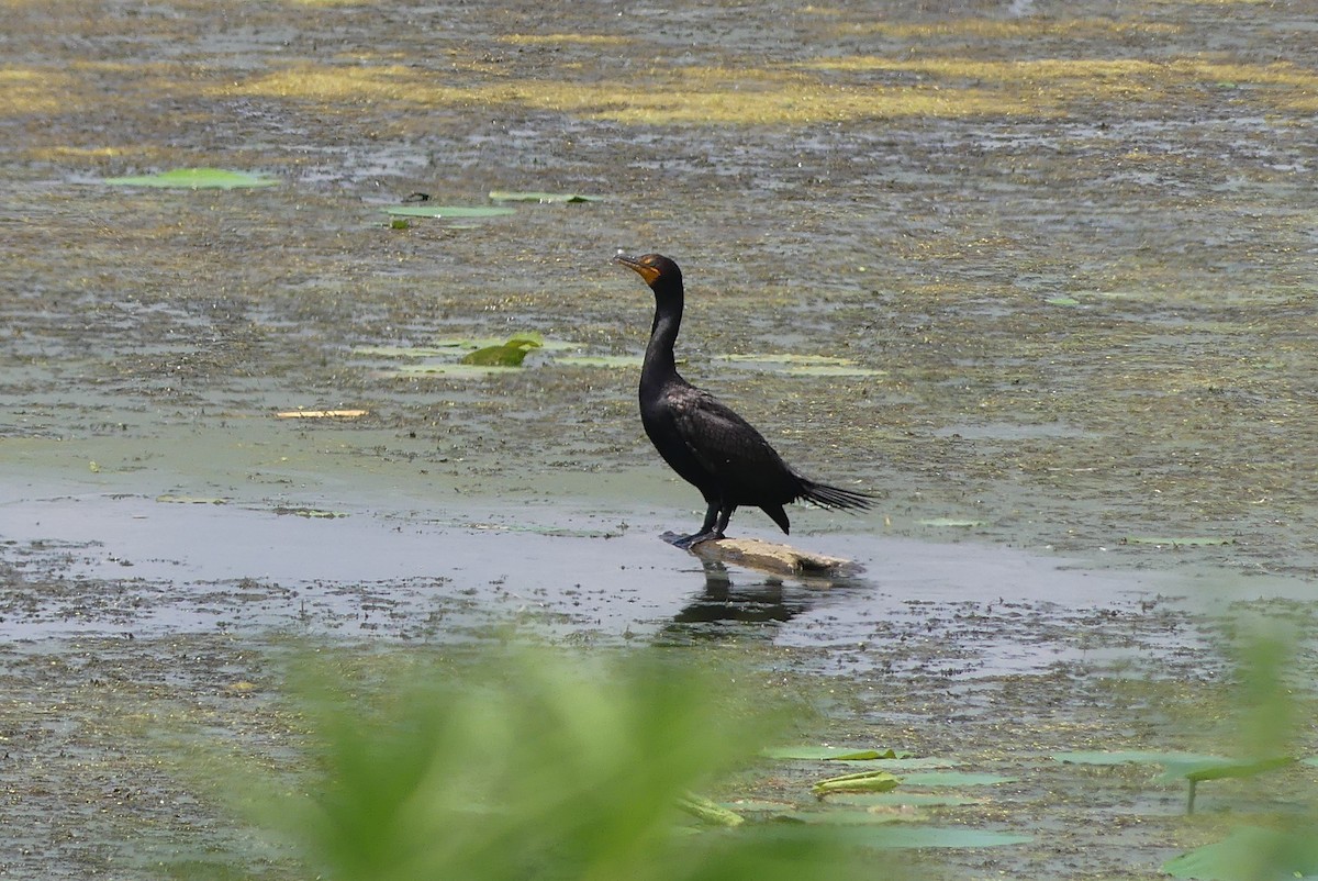 Cormoran à aigrettes - ML638535383