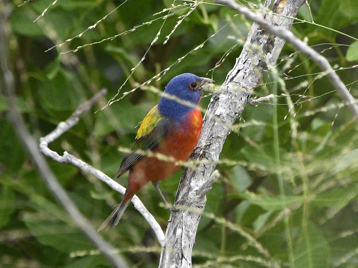 Passerin nonpareil - ML638535387