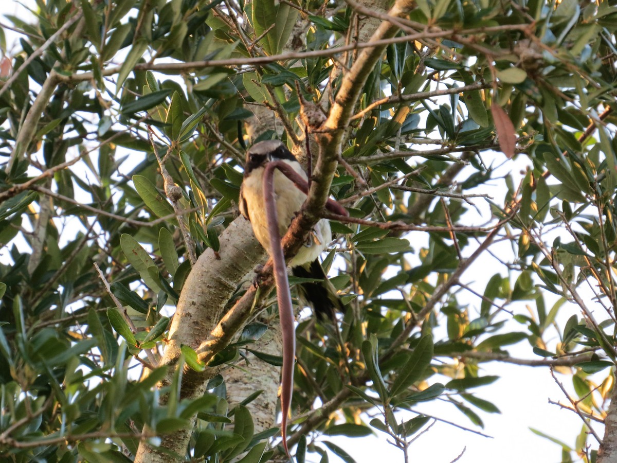 Pie-grièche migratrice - ML638535388