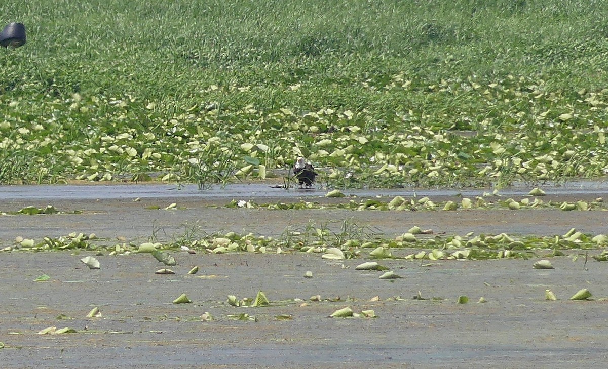 Bald Eagle - ML638535407