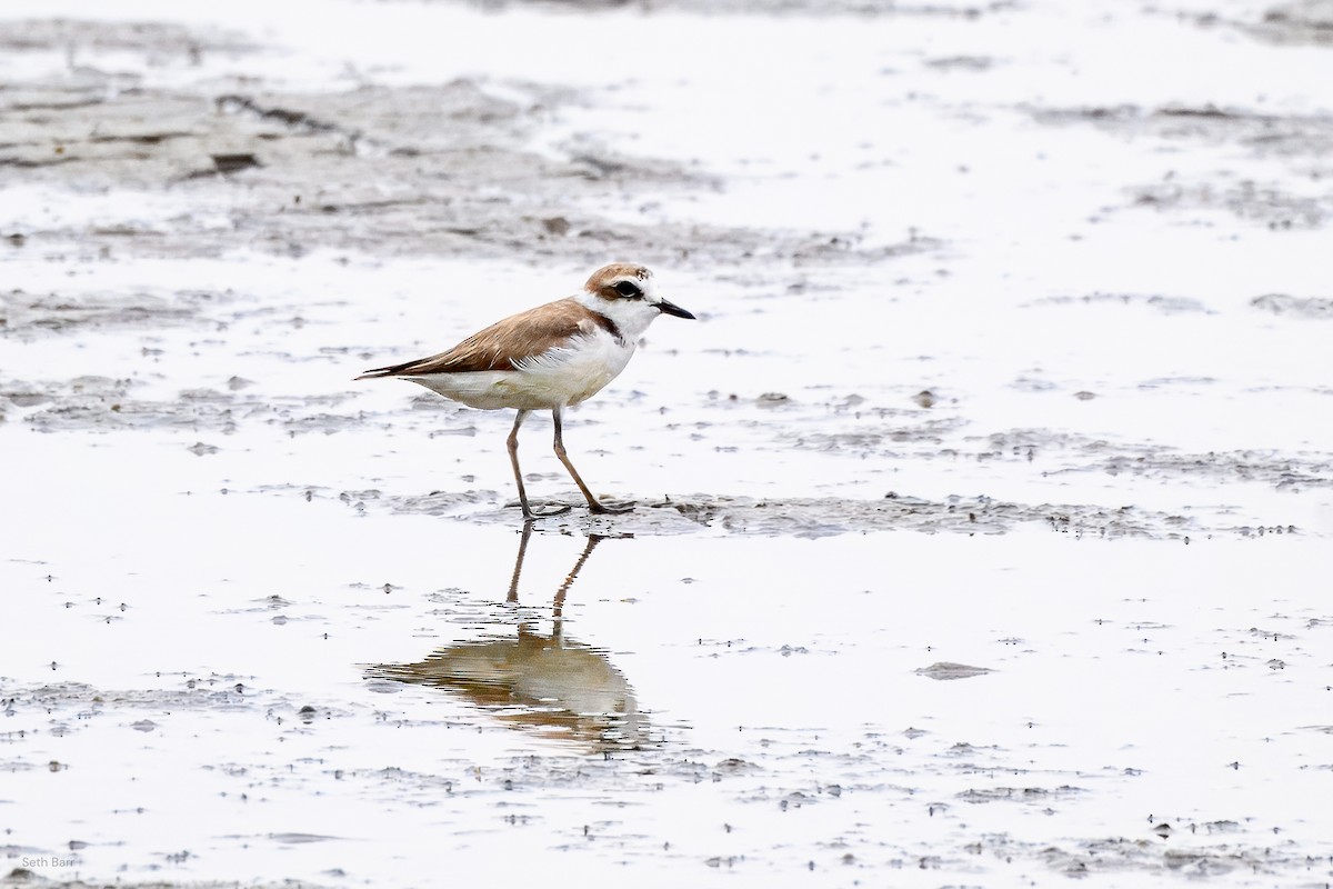 Kentish Plover (Kentish) - ML638535419