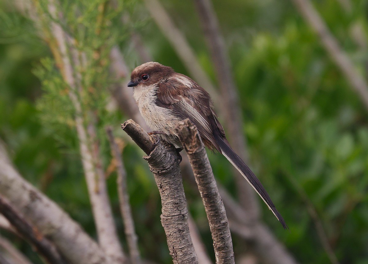 Long-tailed Tit - ML638535433
