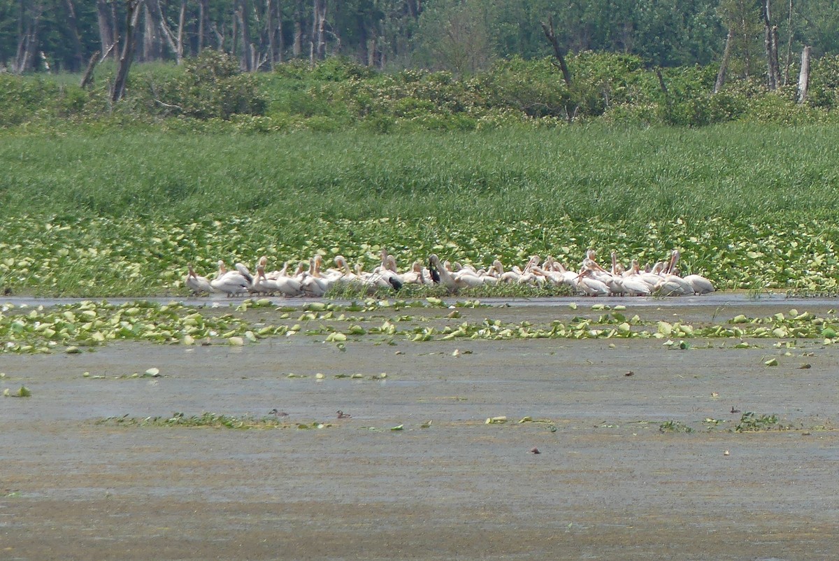 Пеликан-носорог - ML638535482