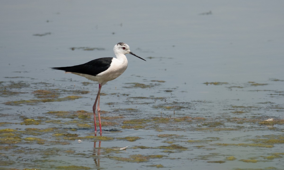 Black-winged Stilt - ML638535515