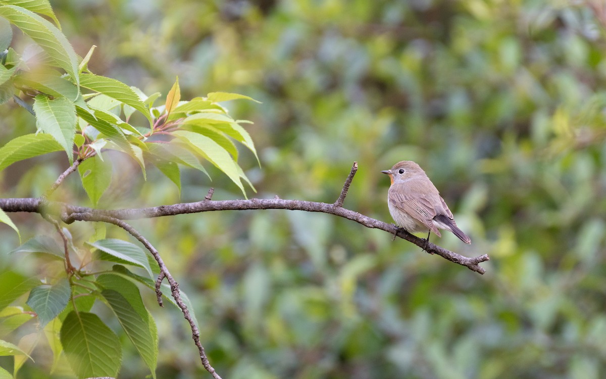 Taiga Flycatcher - ML638535559