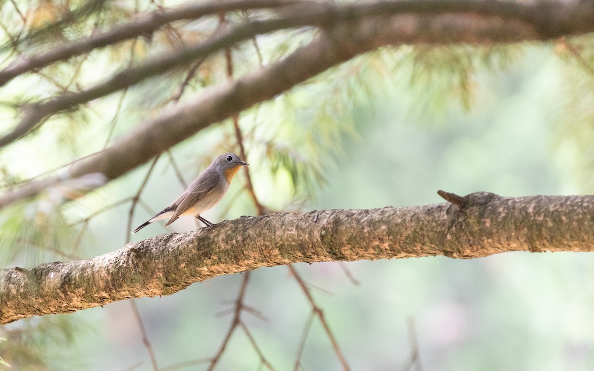 Taiga Flycatcher - ML638535560