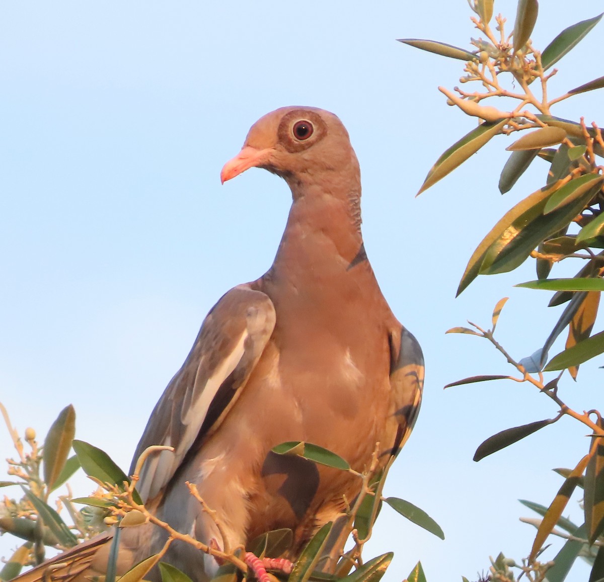 Bare-eyed Pigeon - ML638535562