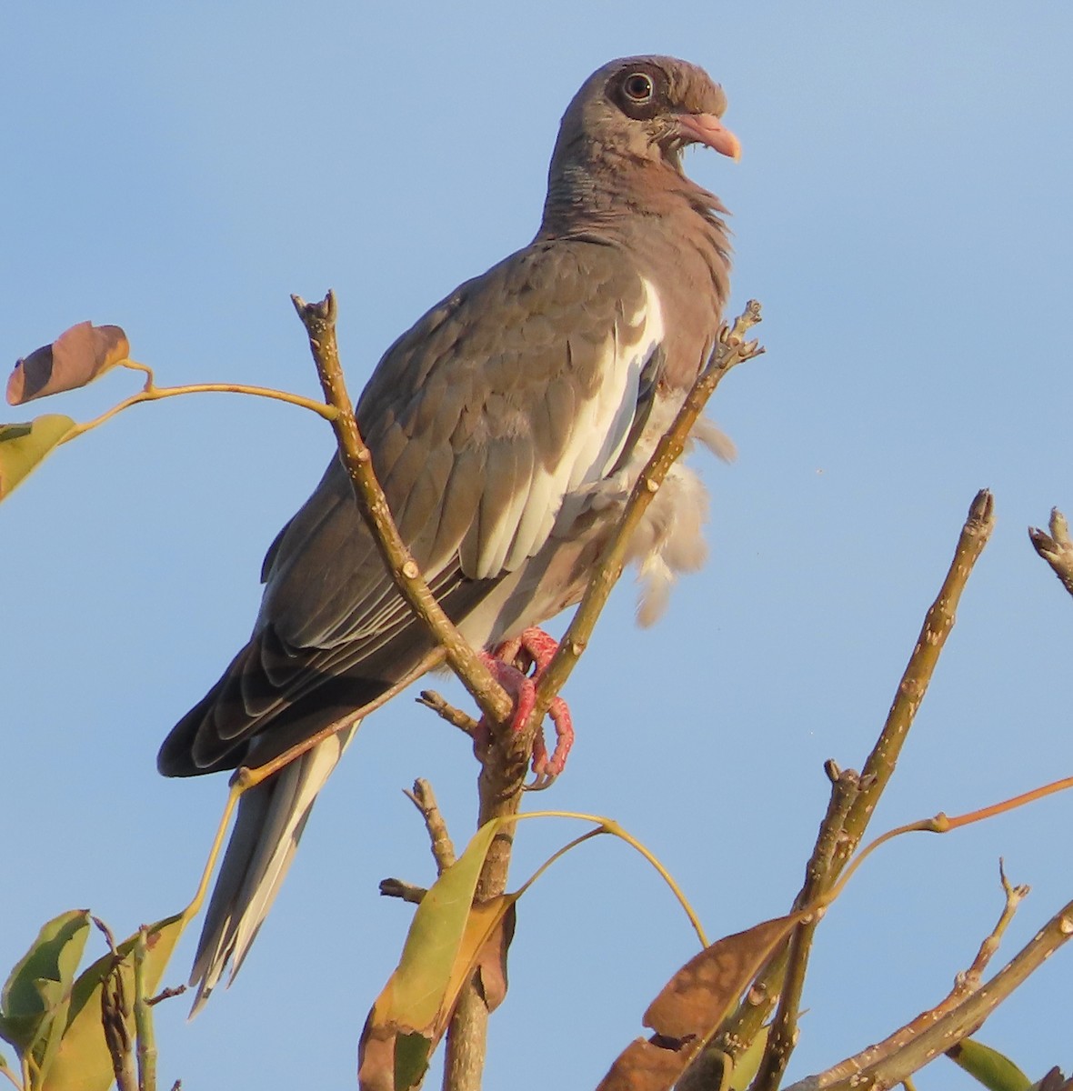Bare-eyed Pigeon - ML638535563
