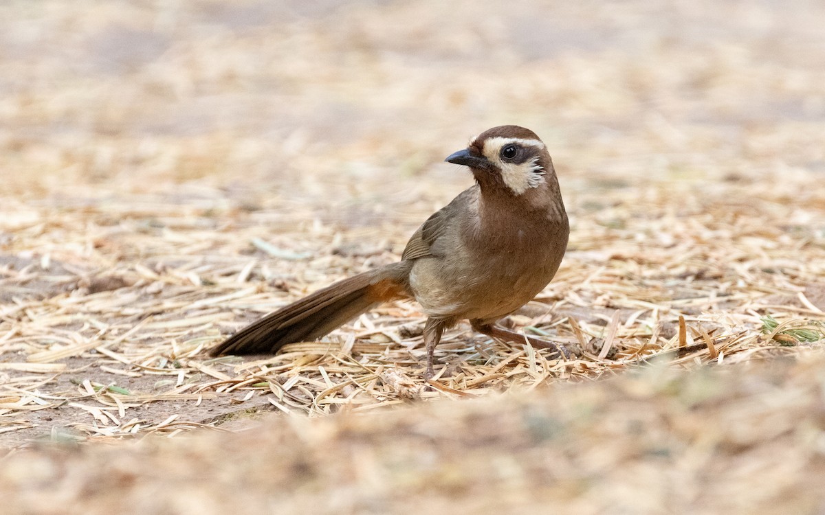 White-browed Laughingthrush - ML638535570