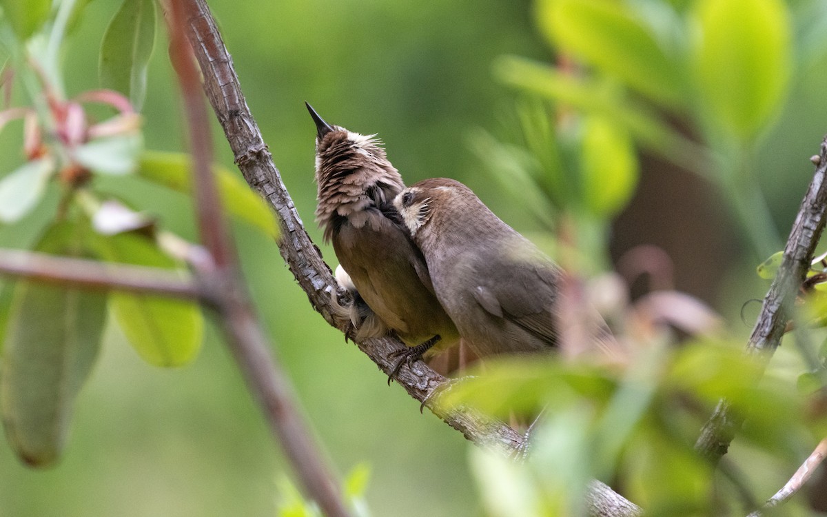 White-browed Laughingthrush - ML638535571