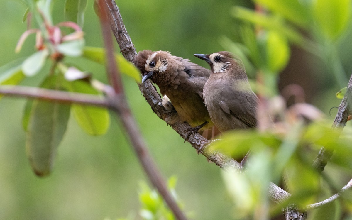 White-browed Laughingthrush - ML638535572