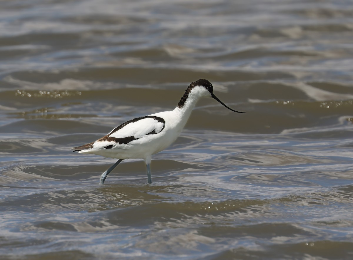Pied Avocet - ML638535573
