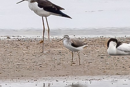 Marsh Sandpiper - ML638535584