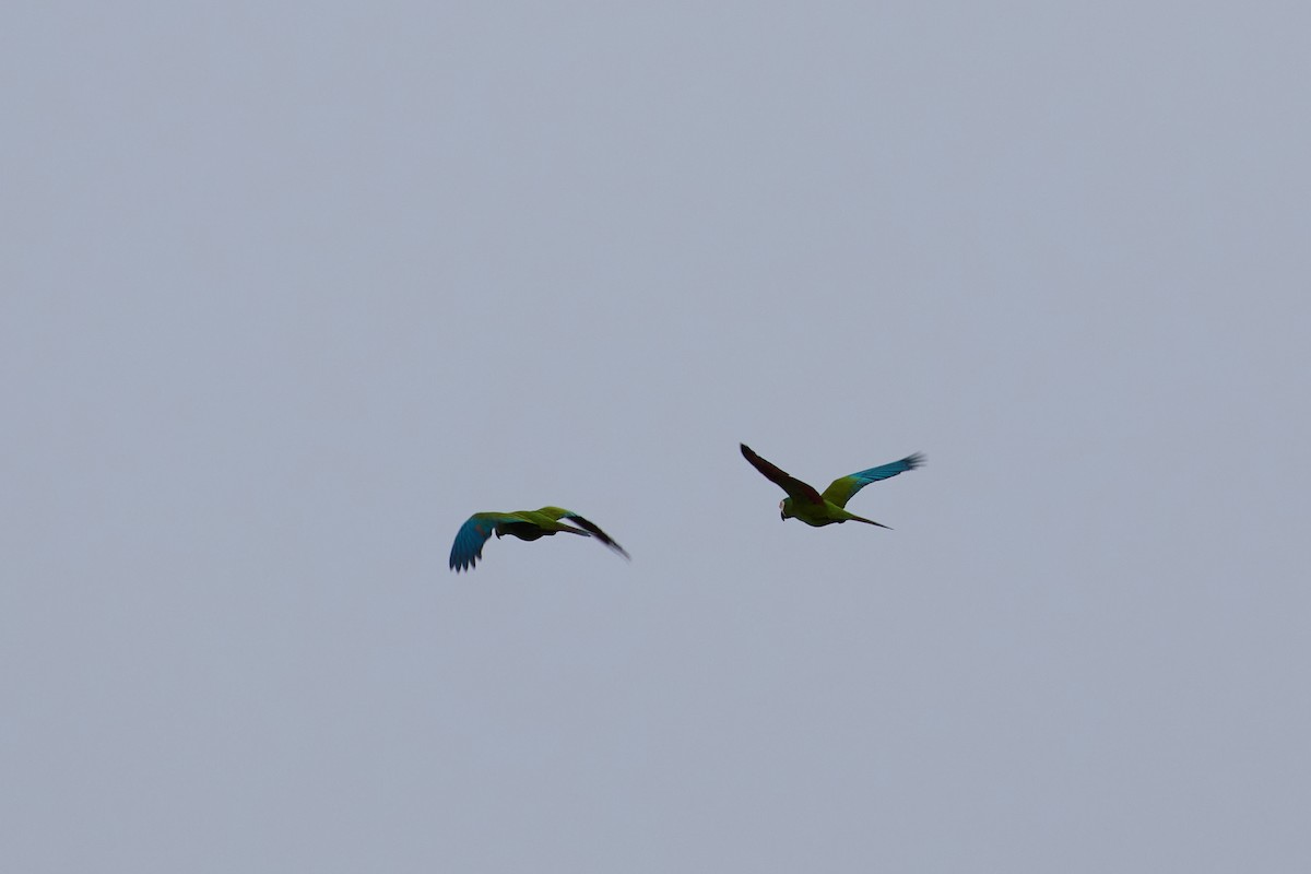 Chestnut-fronted Macaw - ML638535596
